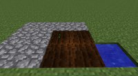 Planted Melon Seeds